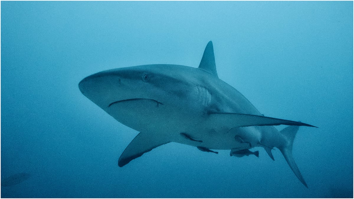 | Photo: Canva  : Cocaine Sharks Found In Brazil, Scientists Brace For Erratic Behaviour